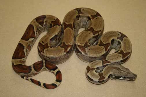 Boa Constrictor